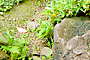 筑波山の自然石が、里山のイメージに馴染む